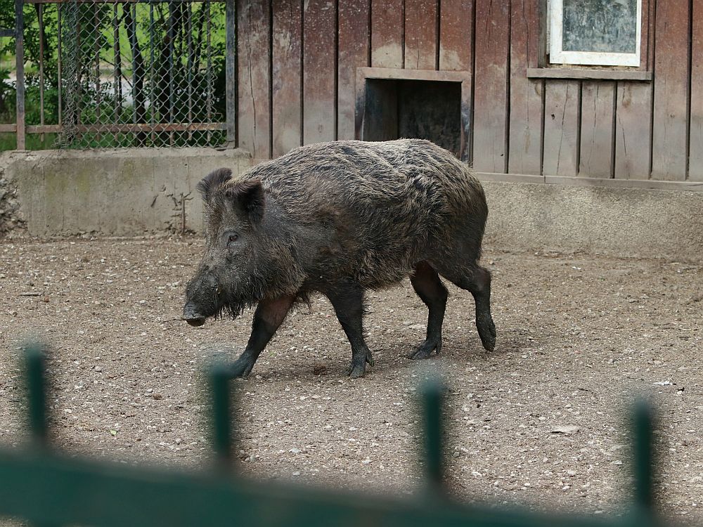 Вече има кой да се възхищава на животните в столичния зоопарк