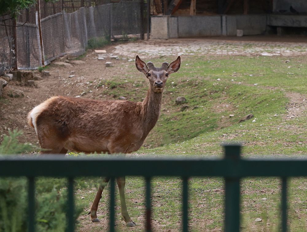 Вече има кой да се възхищава на животните в столичния зоопарк