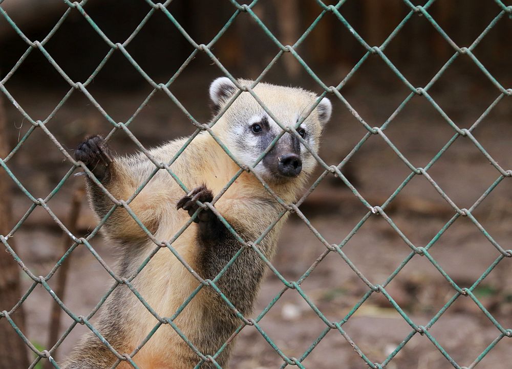 Вече има кой да се възхищава на животните в столичния зоопарк