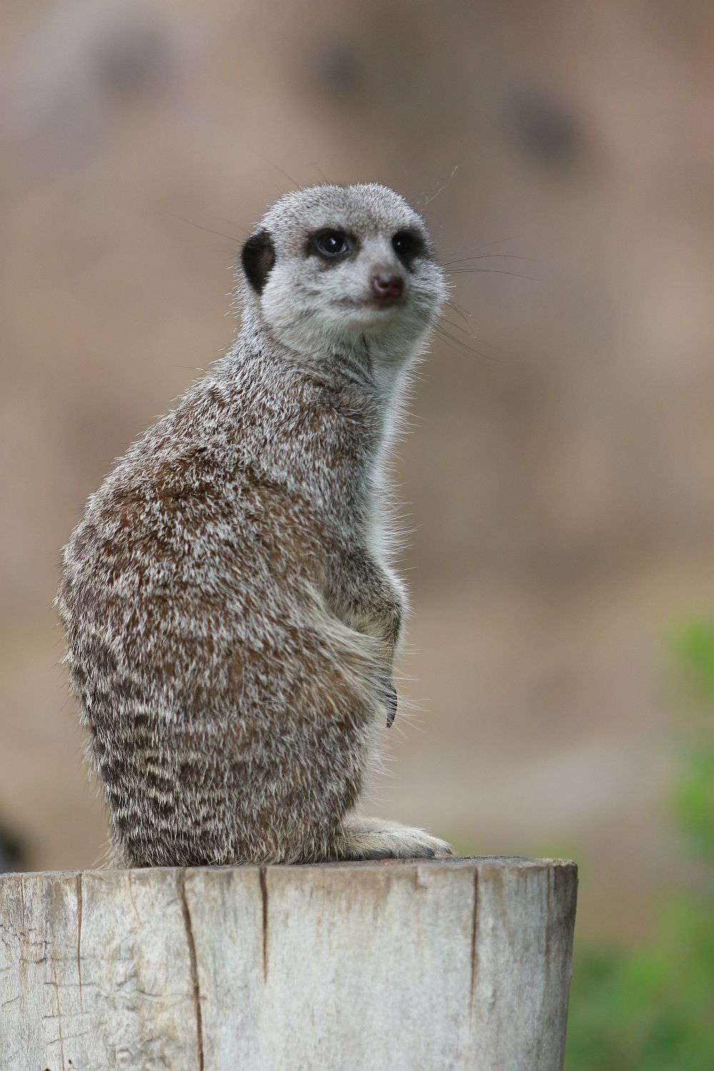 Вече има кой да се възхищава на животните в столичния зоопарк