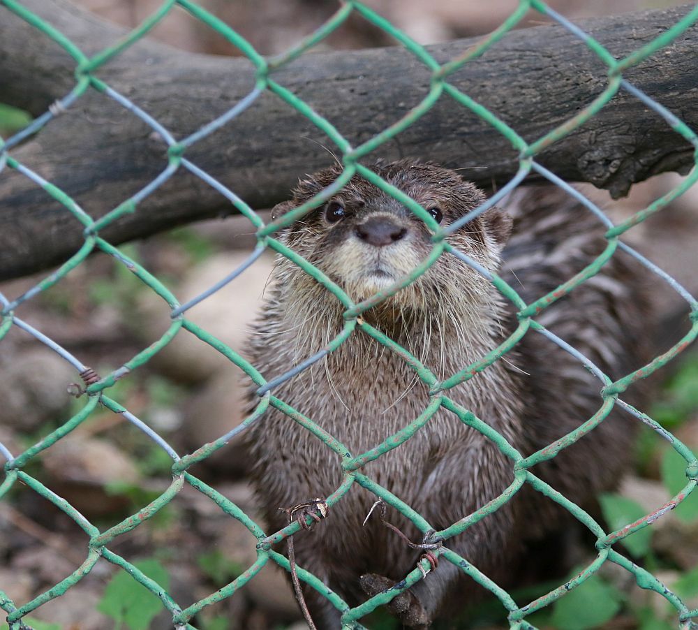 Вече има кой да се възхищава на животните в столичния зоопарк