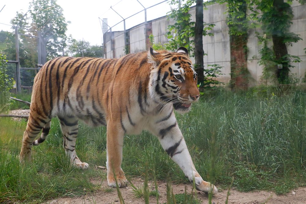 Вече има кой да се възхищава на животните в столичния зоопарк