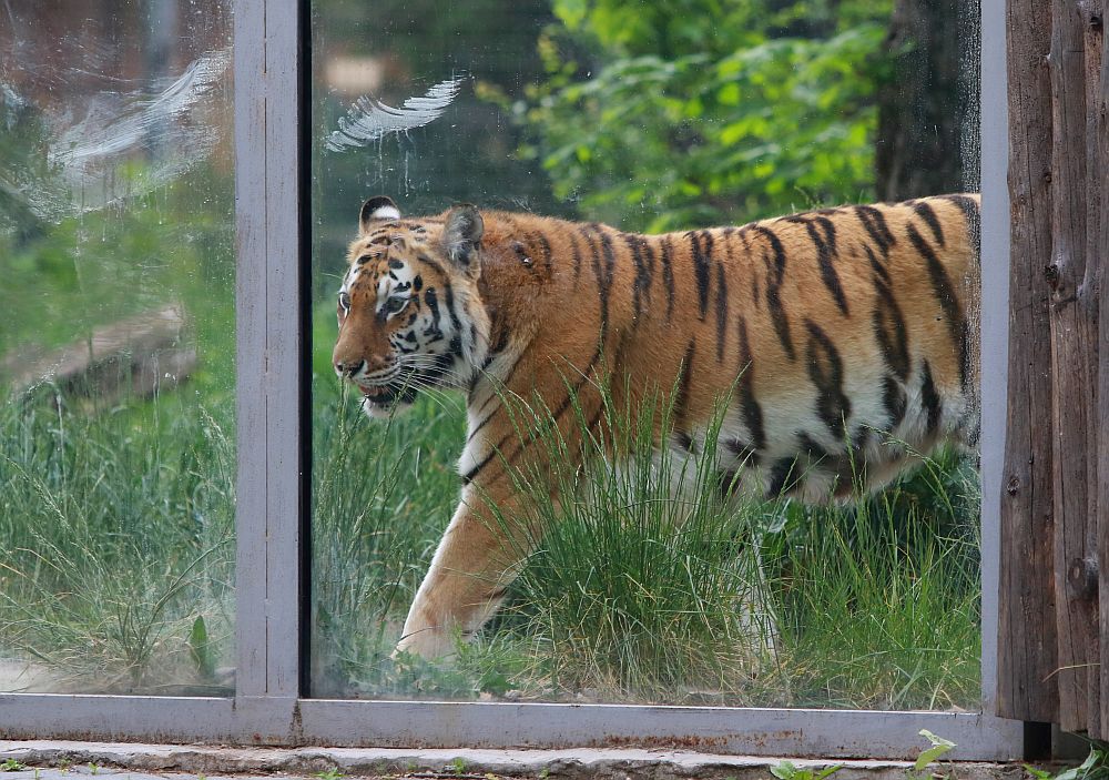 Вече има кой да се възхищава на животните в столичния зоопарк