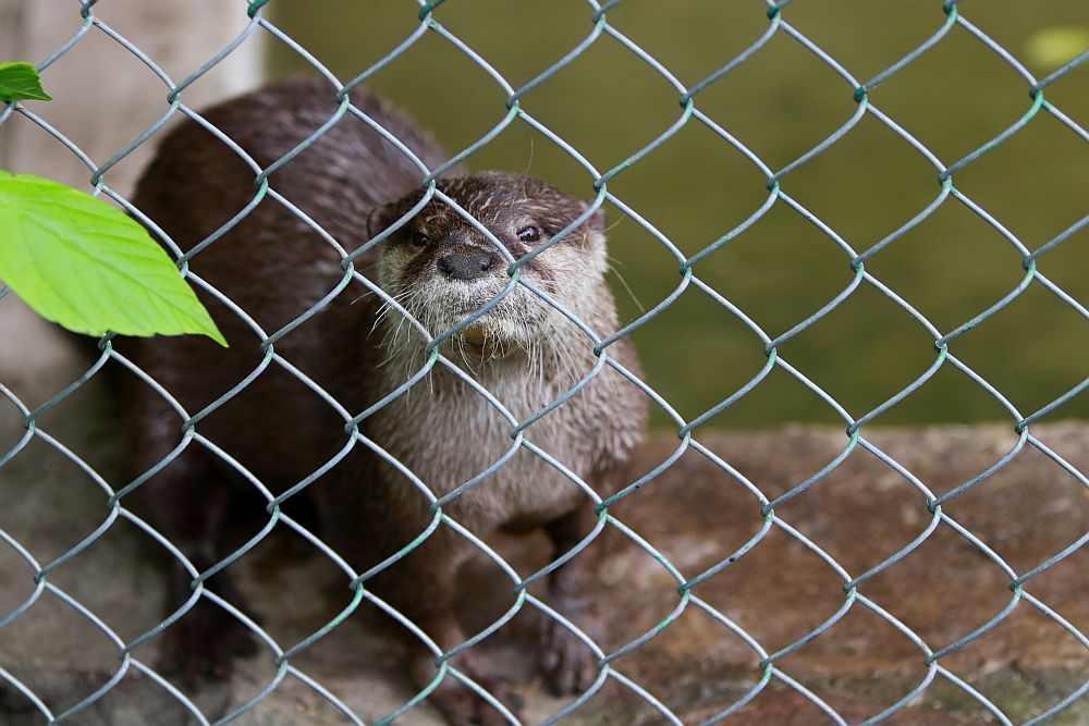 Вече има кой да се възхищава на животните в столичния зоопарк