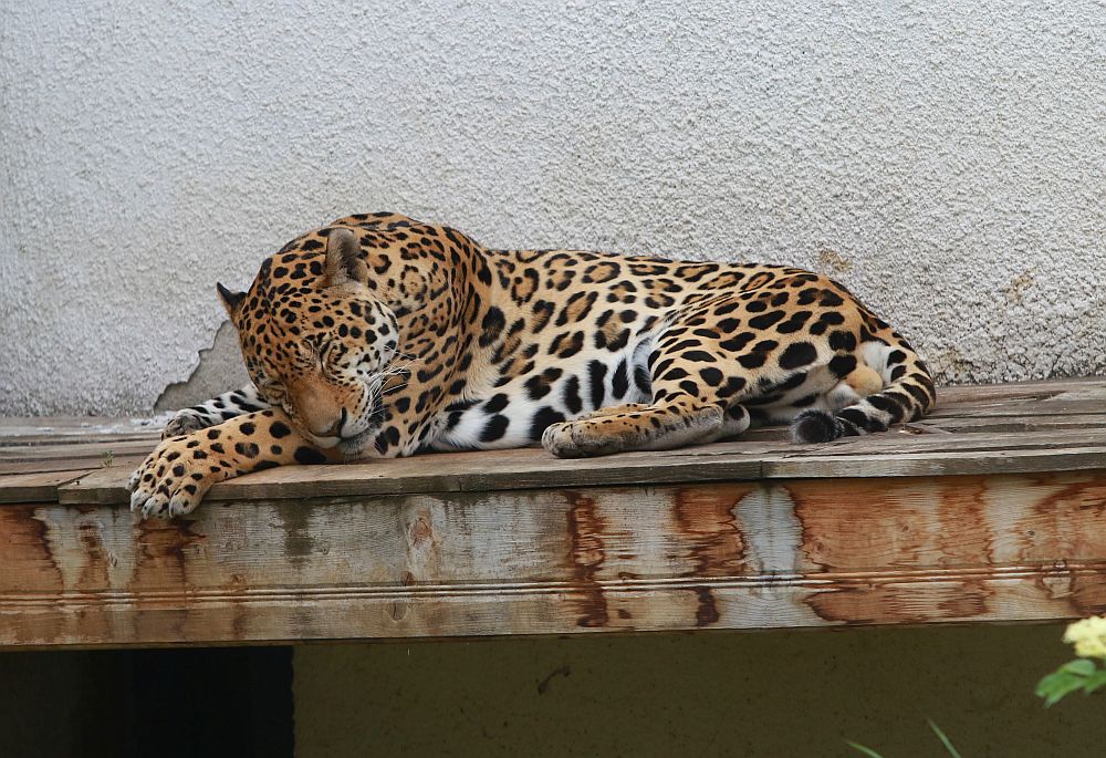 Вече има кой да се възхищава на животните в столичния зоопарк