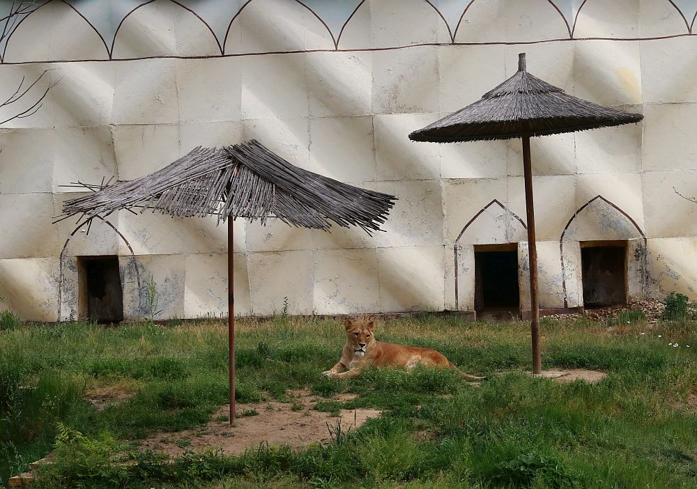 Вече има кой да се възхищава на животните в столичния зоопарк
