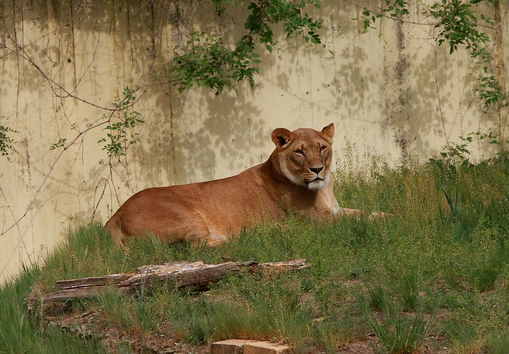 Вече има кой да се възхищава на животните в столичния зоопарк