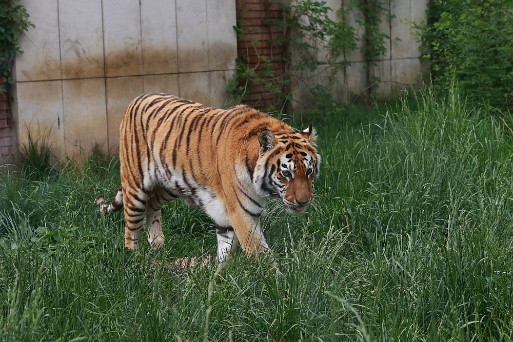 Вече има кой да се възхищава на животните в столичния зоопарк