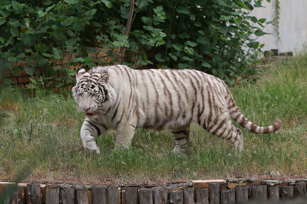 Вече има кой да се възхищава на животните в столичния зоопарк