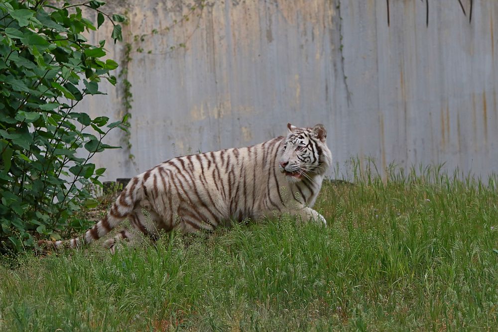 Вече има кой да се възхищава на животните в столичния зоопарк