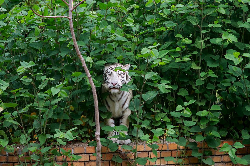 Вече има кой да се възхищава на животните в столичния зоопарк