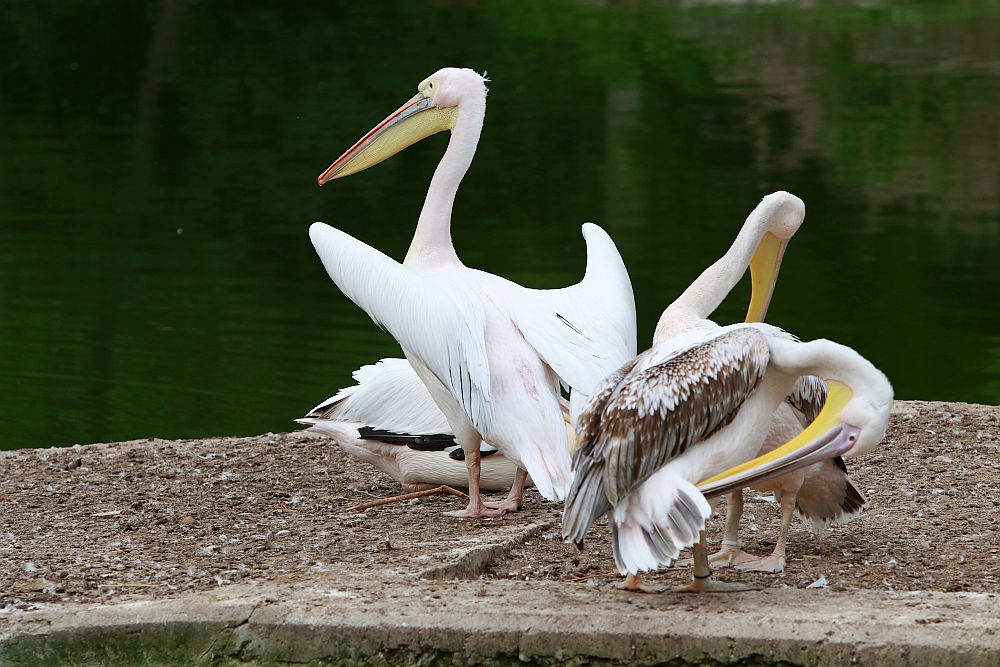 Вече има кой да се възхищава на животните в столичния зоопарк