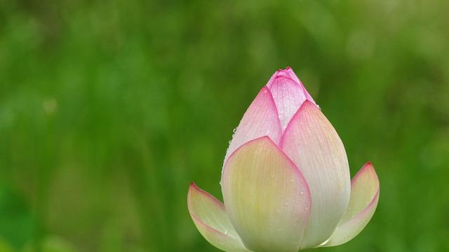 Как растенията разбират кога е време за пролетен цъфтеж