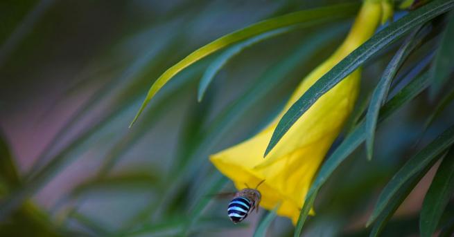 Изключително рядка синя пчела която за последно е видяна преди