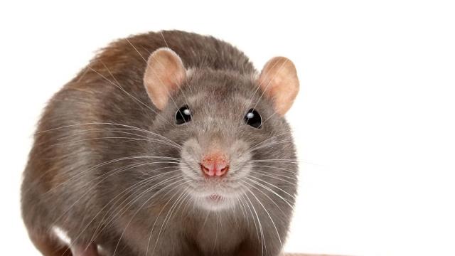 Плъховете реагират на музика, установиха японски учени