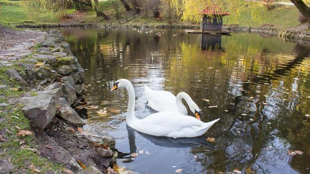 Лебеди се греят в топли води от атомна електроцентрала в мразовитото зимно време