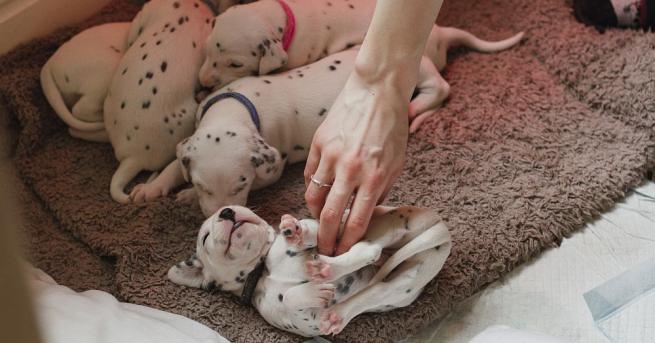 Тригодишната далматинка Нели от английския град Престън роди 18 кученца