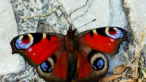 Никола Гаврилов