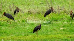 Черни щъркели