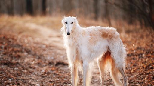  Това куче стана интернет звезда поради носа си 