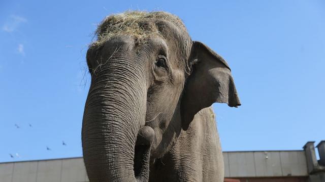 Софийският зоопарк празнува рождения ден на слоницата Артайда (ГАЛЕРИЯ)