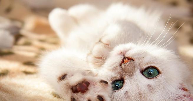 Причините които прекъсват жизнения път на повечето от световноизвестните звезди