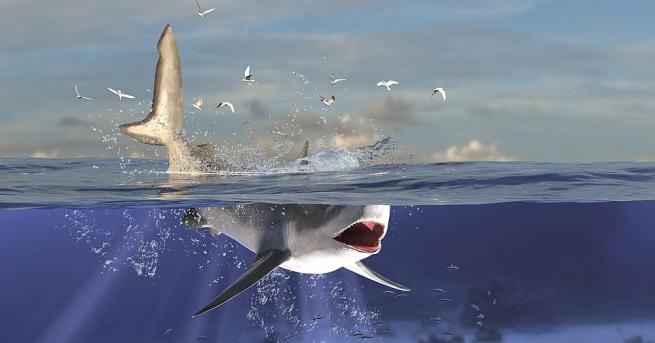 Млад австралиец засне срещата си с бича акула по време