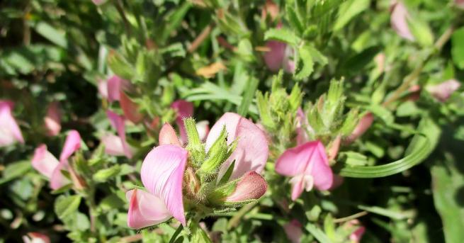 Билката гръмотрън е едно от най добрите природни средства за премахване