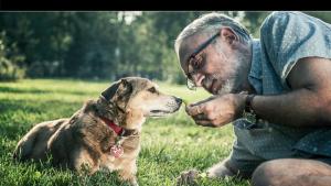 Тара Иво Тодоров книга