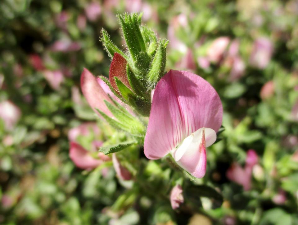  гръмотрън билка 