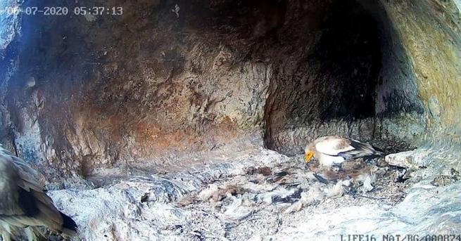 Излюпи се бебе египетски лешоядв диво гнездо с онлайн камера