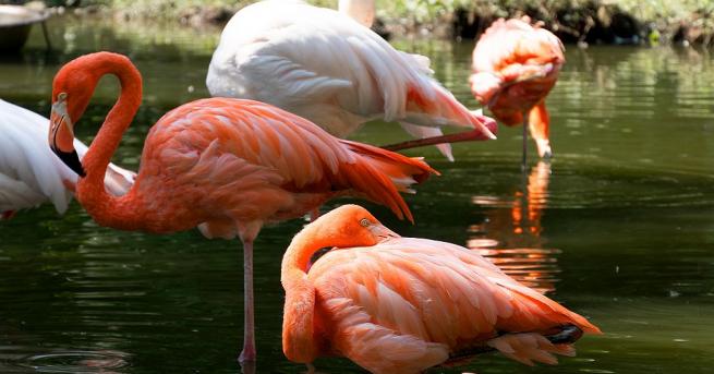 Най наситено розовите фламинги са най агресивни съобщи в Метро Изследване на специалисти