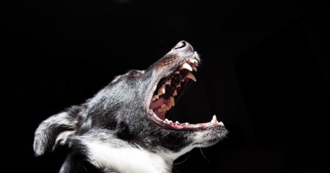 Кучета нахапаха жестоко жител на благоевградското село Логодаж предава Наложило