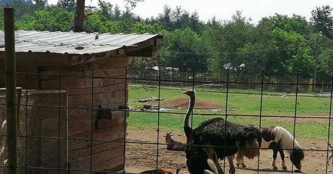 Ремонтът на зоологическата градина в Стара Загора започна в началото