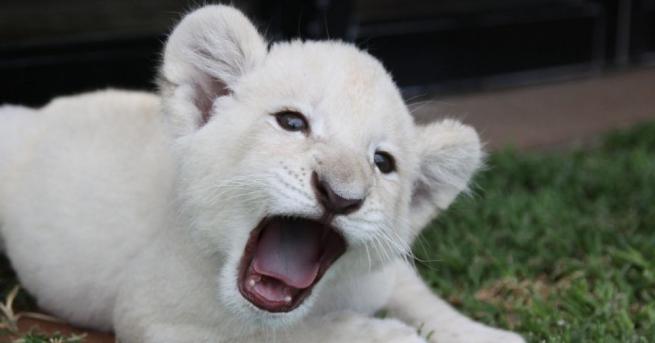Името му е Бял крал то е новородено бяло лъвче