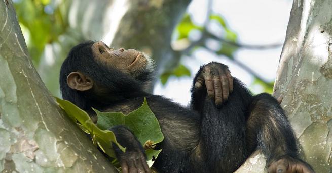 Около 70 маймуни са избягали от ограждението си в зоопарк