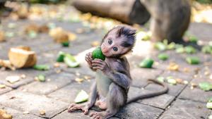 Маймунче се роди в Зоопарк Стара Загора Стара Загора вече има