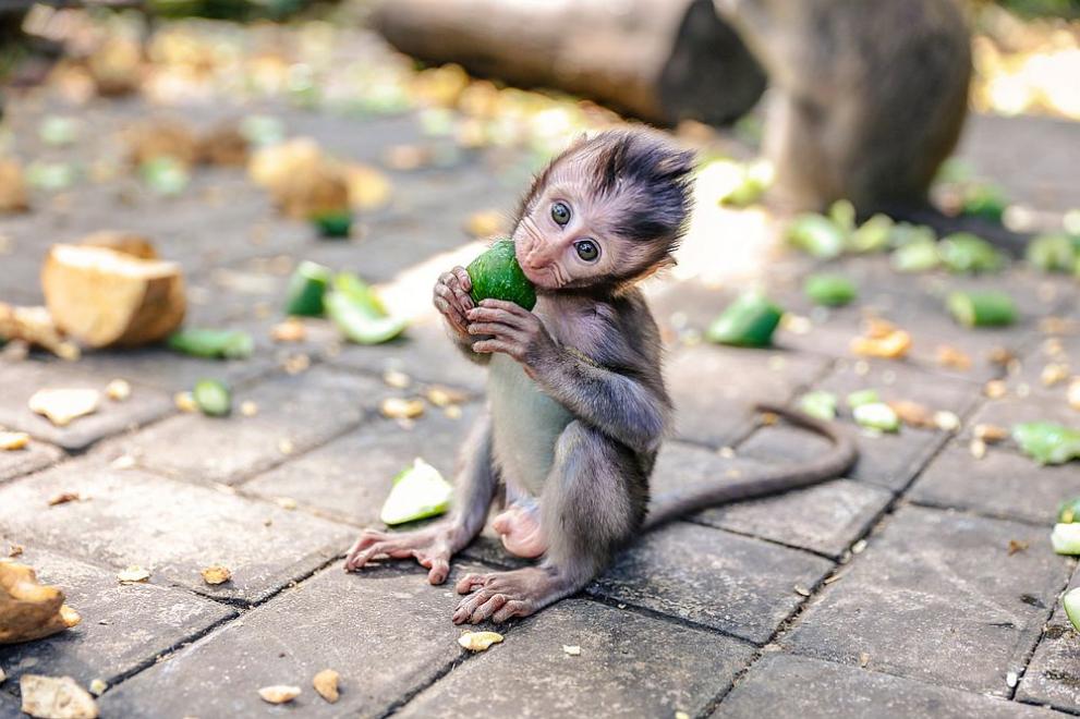 Маймунче се роди в Зоопарк-Стара Загора. Стара Загора вече има