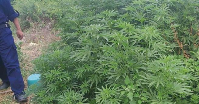 В акцията по противодействие на конвенционалната престъпност участваха служители от Районно