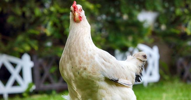 Стотици безстопанствени петли и кокошки тероризират обитателите на тихо предградие