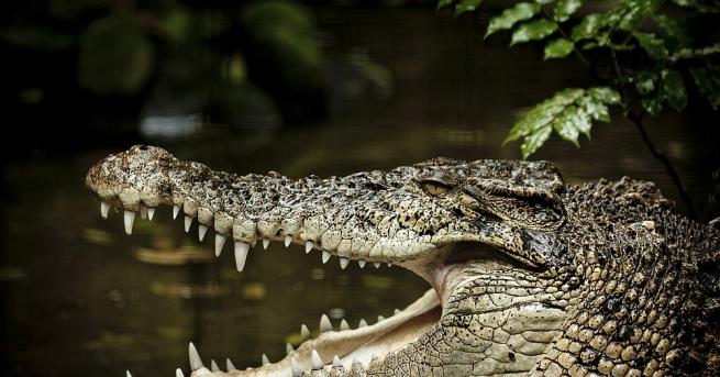 Прародителите на днешните крокодили са се придвижвали на задните си