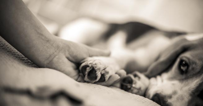 Любопитно Благороден жест русенец изработва инвалидни колички за кучета и