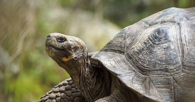 Диего мъжката костенурка чиито неуморни полови усилия допринесоха за спасяването