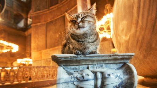  Истанбул и котките - свързани още от Византийската империя 