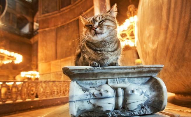Истанбул и котките - свързани още от Византийската империя