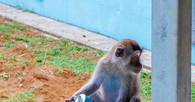 Маймуна пияница ранила около 250 души в Индия в яростта си