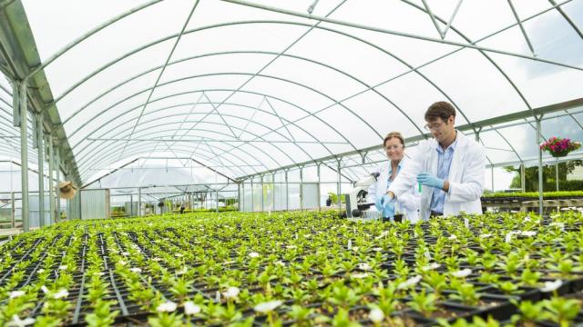 Учени измислиха начин да ускорят растежа на растенията в парниците