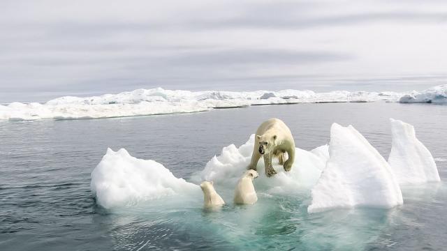 Нови открития около загубата на морски лед в Арктика