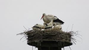 Двойка от защитения вид бял щъркел Ciconia ciconia е