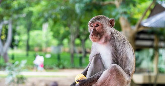Тайландски ветеринари започнаха стерилизация на стотици маймуни в град, известен